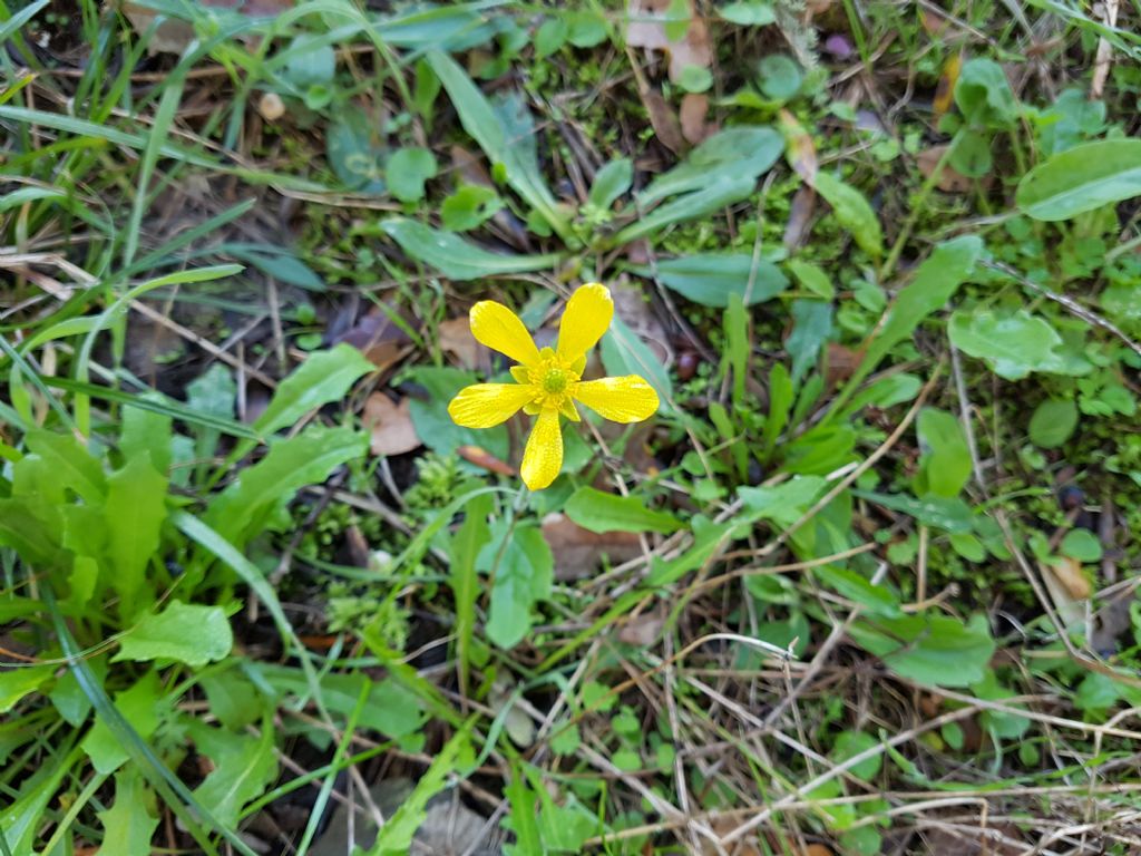 Fiore giallo autunnale:  Ranunculus bullatus